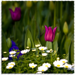 Hidden Beauty