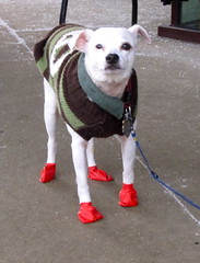 D is for Due Diligence 2 Even dogs need warm feet
