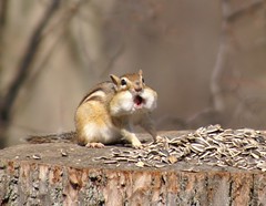 I´m not hungry - I´m just greedy I´m not hungry - I´m just greedy