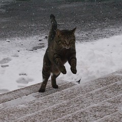 D is for Due Diligence 1 Leaping Atticus