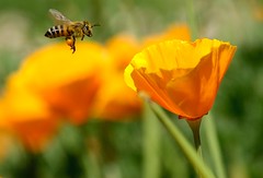 Bee Speed!!! Bee Speed!!!