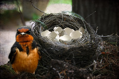 the Cranky Empty Nester